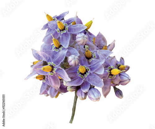 Solanum dulcamara purple flowers isolated. Climbing or bittersweet nightshade, blue bindweed, Amara Dulcis, felonwort, fellenwort, felonwood, poisonberry, scarlet berry, snakeberry, violet. 
