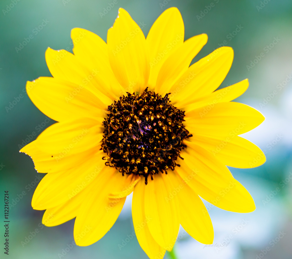 Obraz premium sunflower close up