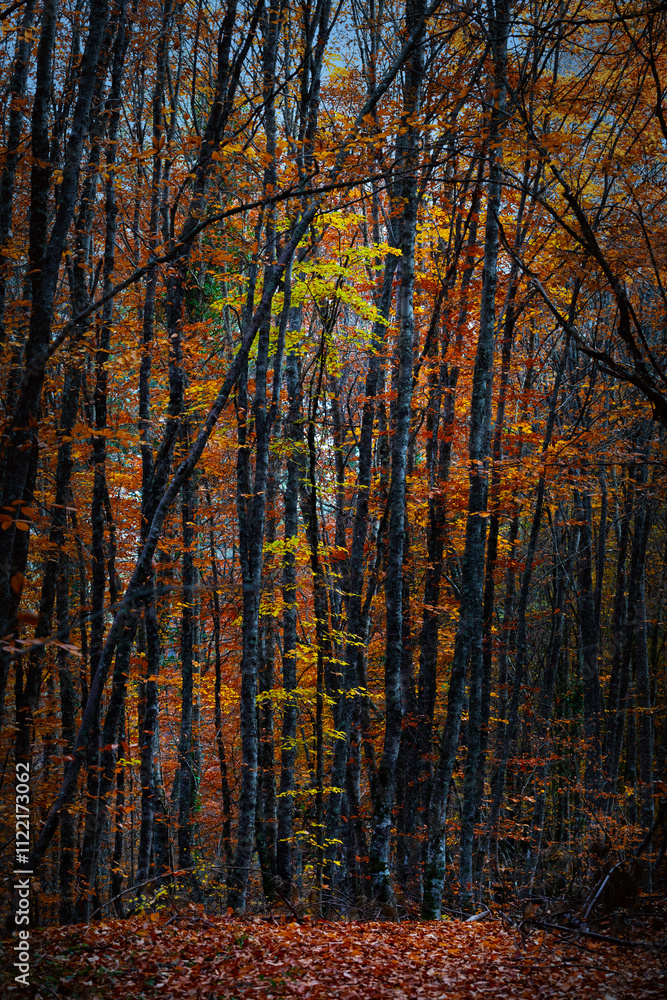 Obraz premium Autumn landscape. Beautiful colors of autumn and nature. Colorful nature background.