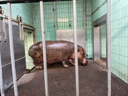 Nilpferd im Zoo, friedlich im Wasser schwimmend photo