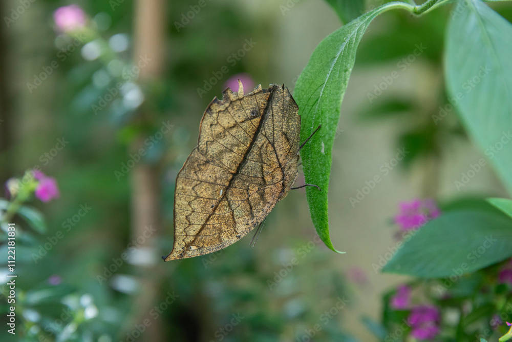 Φωτογραφία Orange oakleaf butterfly