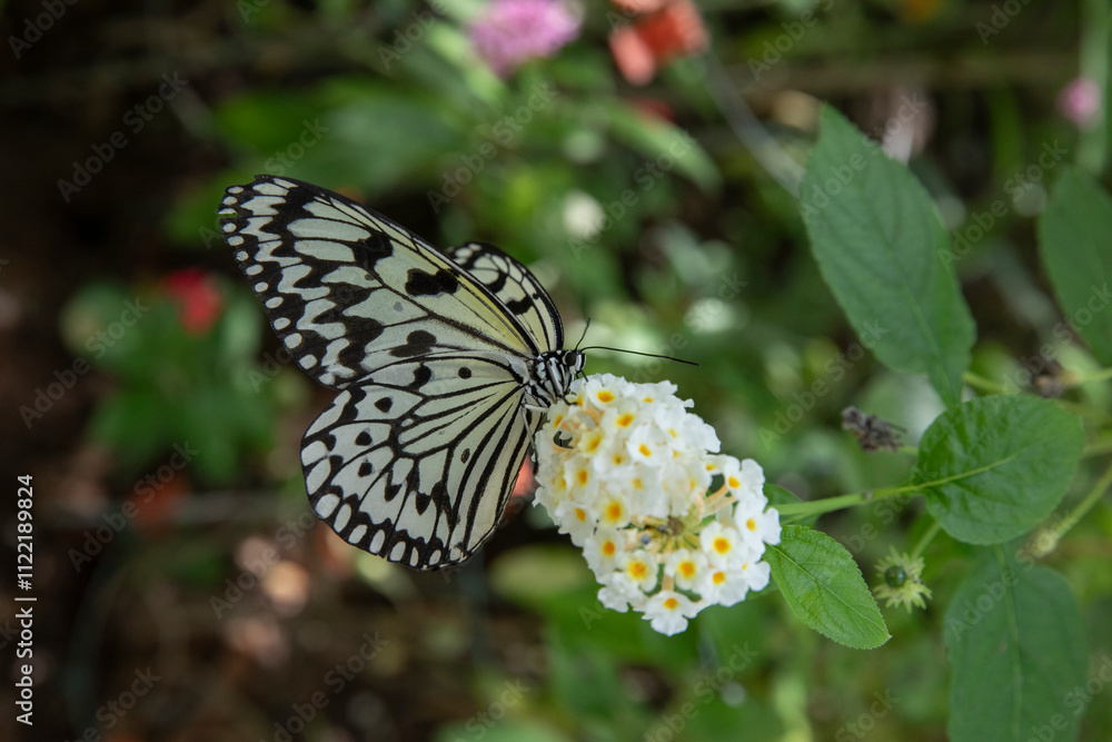 Obraz premium Tree nymphs butterfly