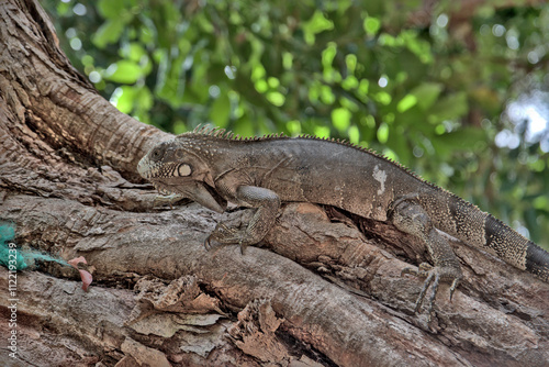 Iguana-verde