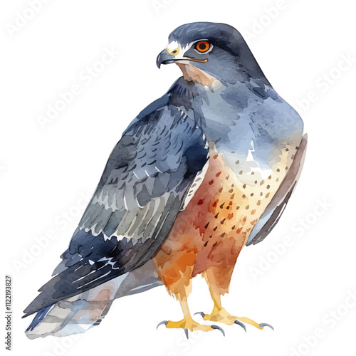 A watercolor drawing of a Pigeon Hawk, isolated on a white background. Pigeon Hawk vector.