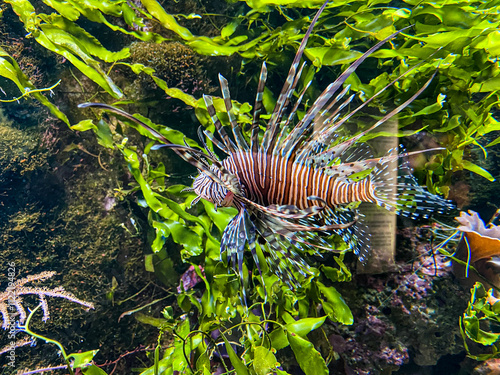 Exotischer bunter Fisch im klaren Wasser photo