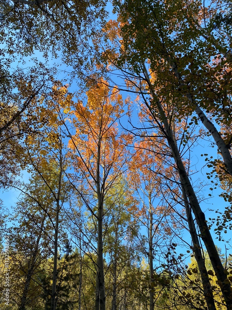 Obraz premium trees in the autumn