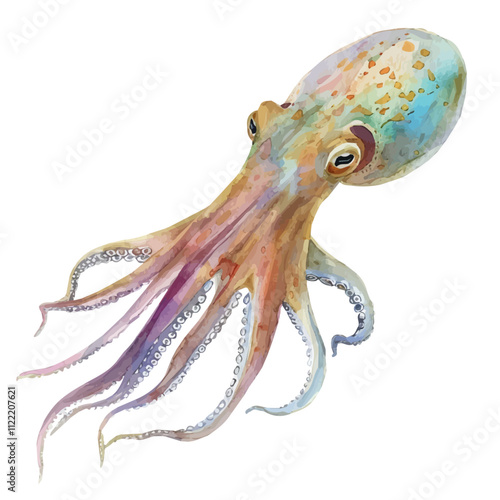 A watercolor drawing of a Squid, isolated on a white background. Squid vector.