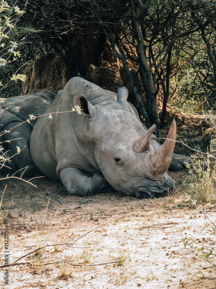 Obraz premium White rhinoceros resting under tree in African savanna. Wildlife photography capturing endangered species in natural habitat.