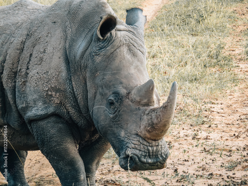 Fototapeta premium Close-up of a white rhinoceros in African savanna. Wildlife photography showcasing the unique features of a large mammal