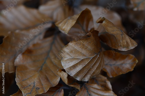 Resilient leaves surviving harsh winter weather photo