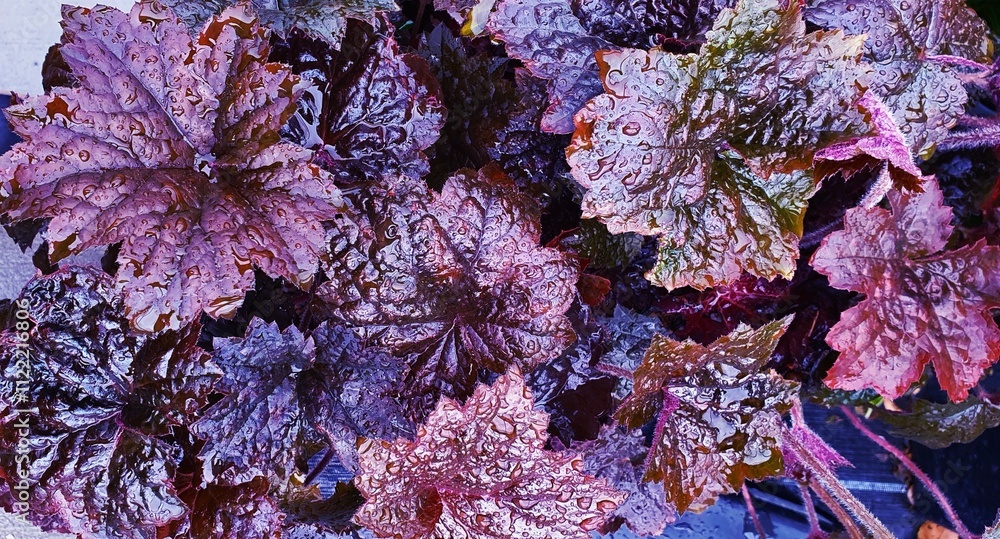 Obraz premium Gartenstaude Purpur Glöckchen als Vollbild und Nahaufnahme