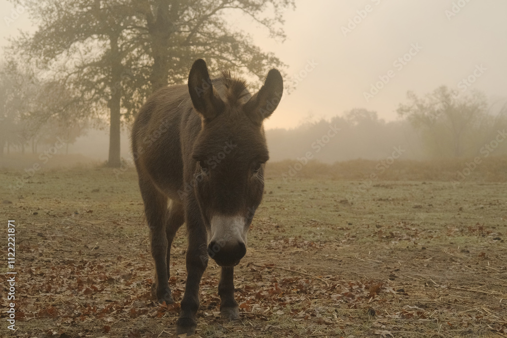 Φωτογραφία Friendly mini donkey in foggy haze of Texas pasture on calm farm morning