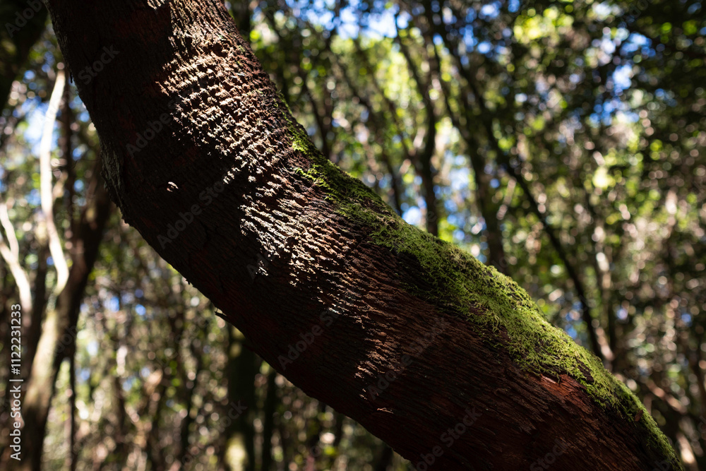 Fototapeta premium Moss growing on a curved tree branch in a forest