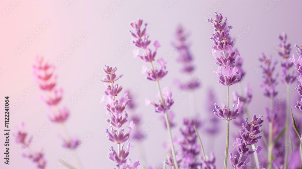 Obraz premium lavender flowers background