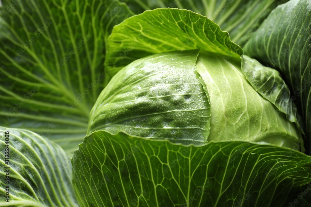 Fototapeta premium One ripe head of cabbage as background, closeup