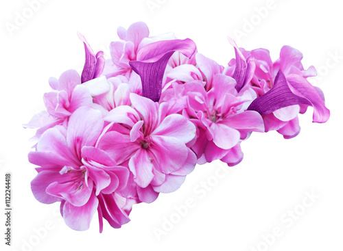 pink geranium flower isolated on white background with clipping path.