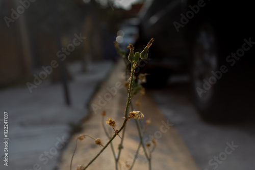 plant