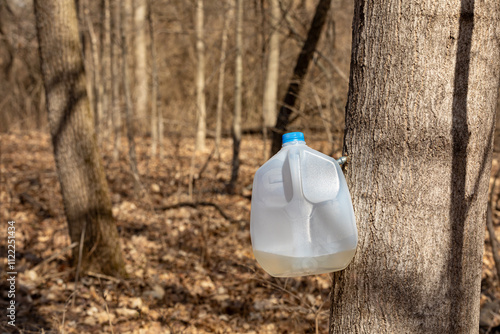 Collecting sap from sugar maple tree. Maple sugaring and maple syrup production concept. photo