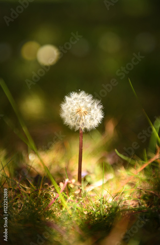 Wallpaper Mural Löwenzahn Close up Torontodigital.ca