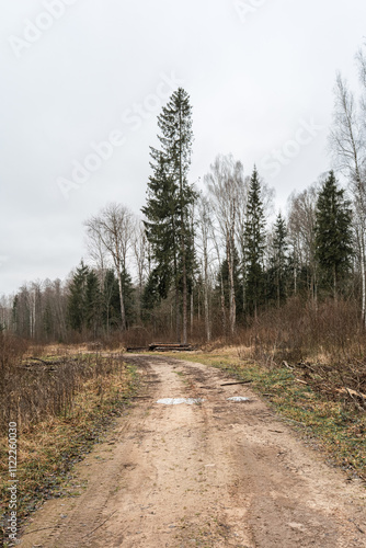 A dirt road leads through a forest. Tall pine trees line the road. The forest floor is covered in dry leaves and branches. The road appears to be a path used for logging. The sky is overcast and grey.