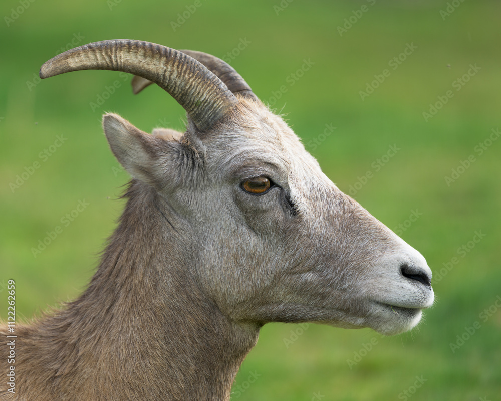Φωτογραφία Female bighorn sheep extreme close up profile headshot portrait