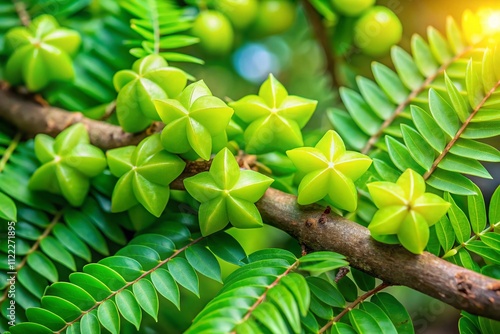 Macro Photography of Phyllanthus Acidus: Captivating Close-Up of Otaheite Gooseberry with Textured Skin and Vibrant Coloration Against a Natural Green Background photo