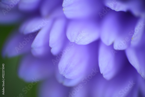 Close up of Aster flower petals