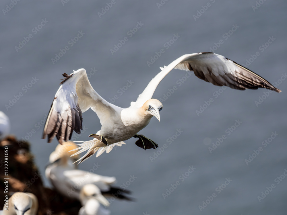 Fototapeta premium Northern Gannet Flying Above Cliffs