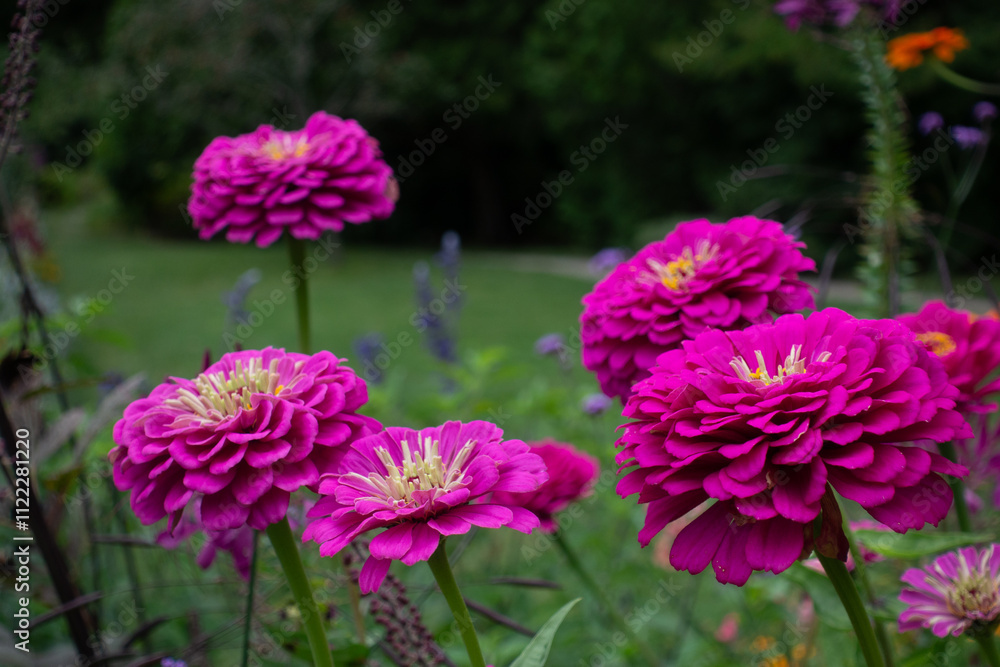 Obraz premium Asticou Garden Flowers