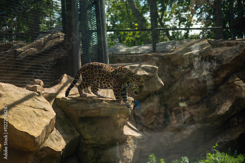 leopard in the tree