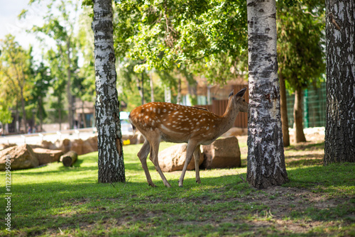 animal  in the wild