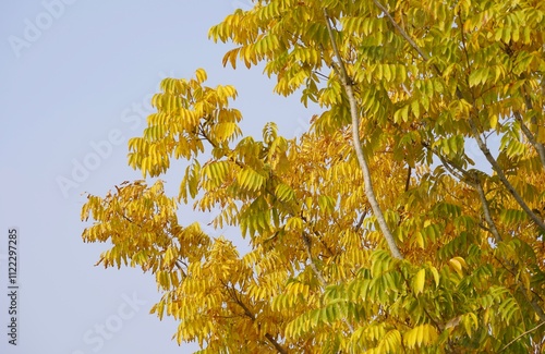 In early winter, Shanghai's crystal clear yellow leaves are like topazes photo