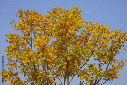 In early winter, Shanghai's crystal clear yellow leaves are like topazes photo