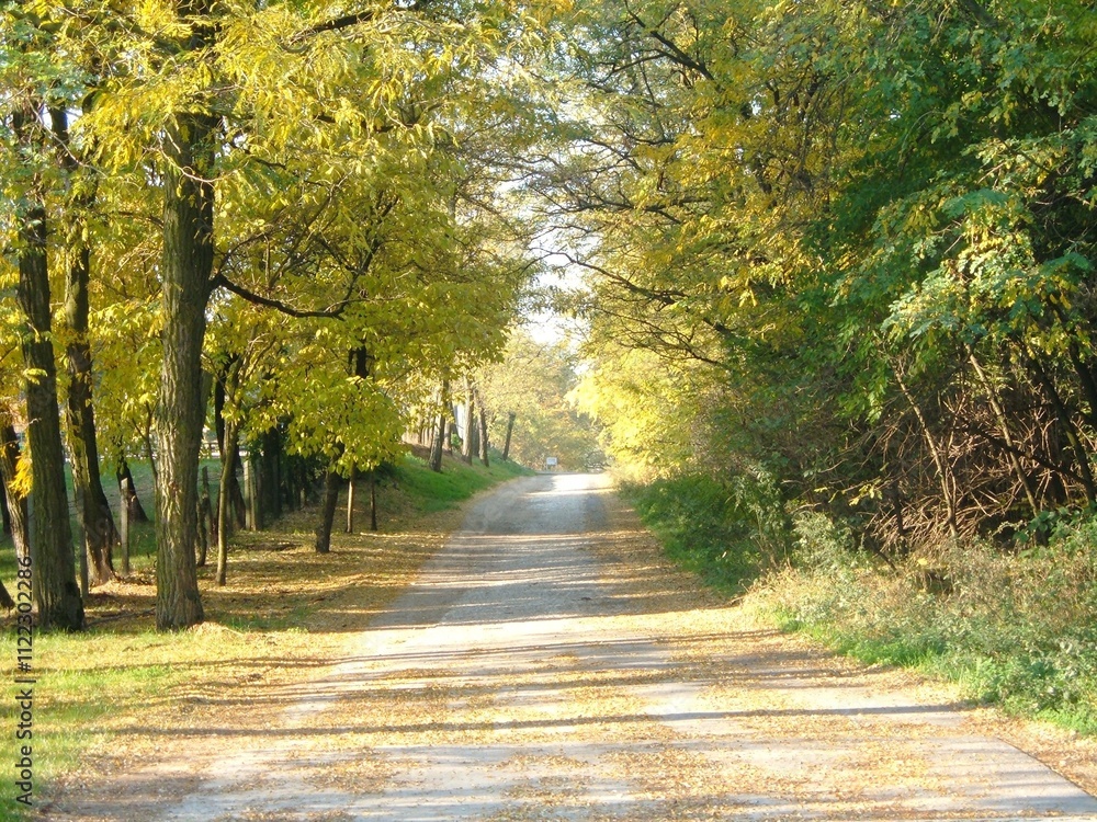 Obraz premium autumn in the park