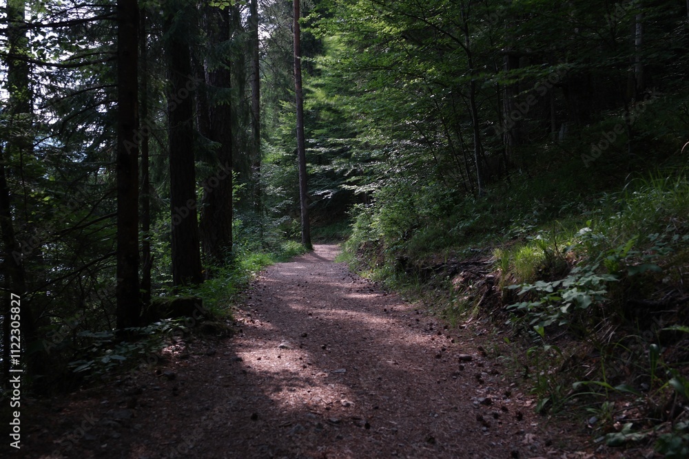 Obraz premium path in the forest