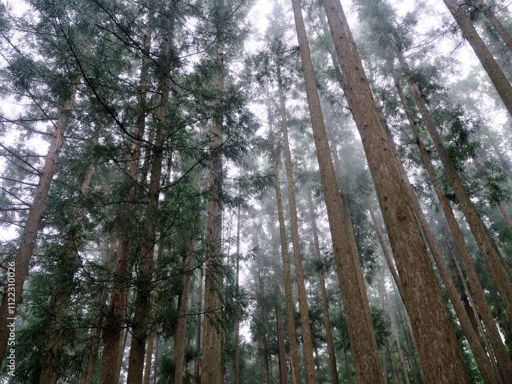 Fototapeta premium 杉の森