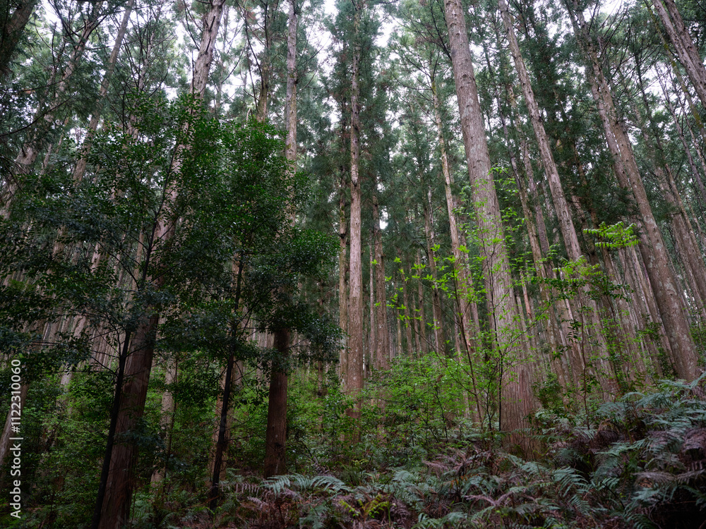 Obraz premium 杉の森