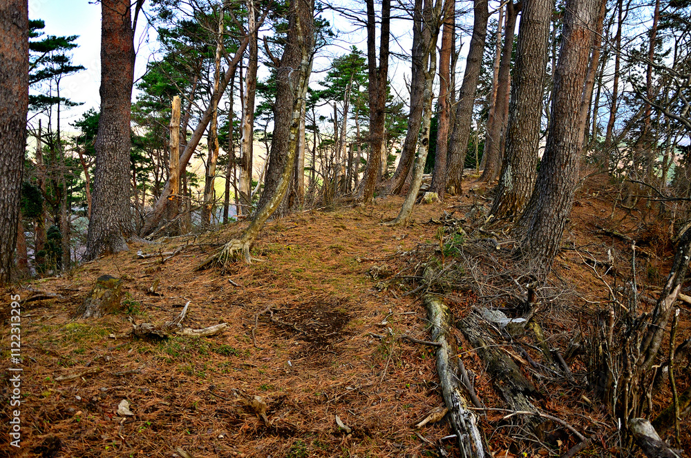 Obraz premium 丹沢の袖平山 朝の袖平山北尾根 標高944m地点 