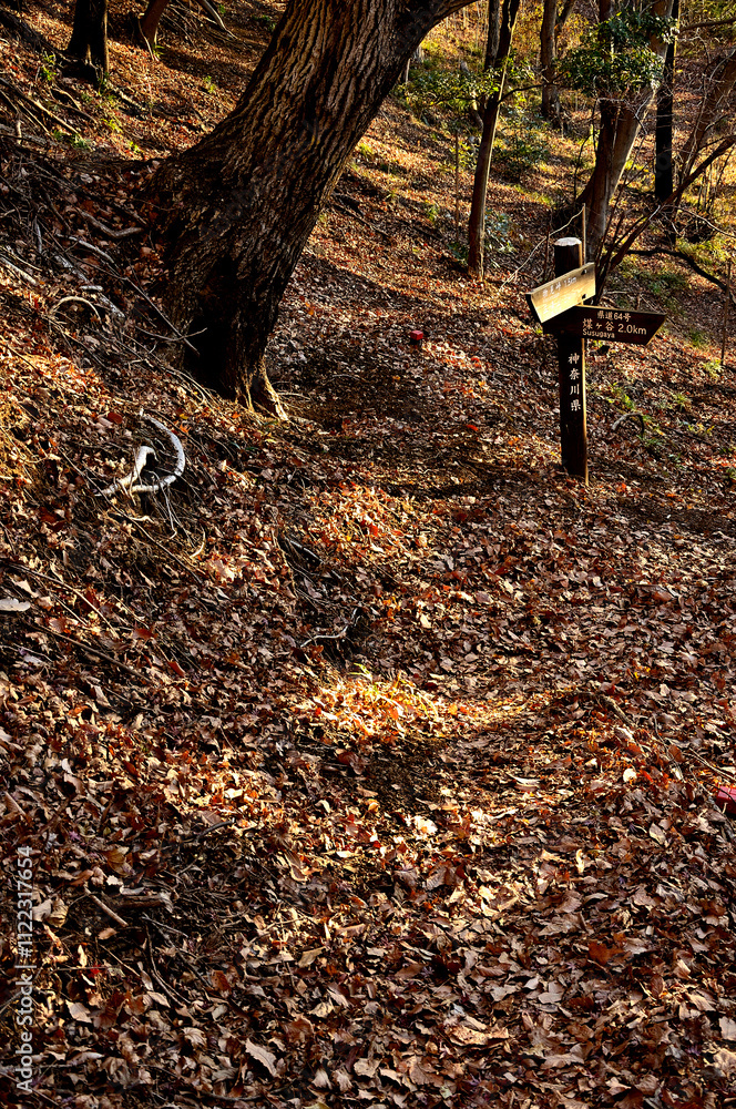 Obraz premium 朝日の登山道 丹沢の大山三峰 コナラの森 