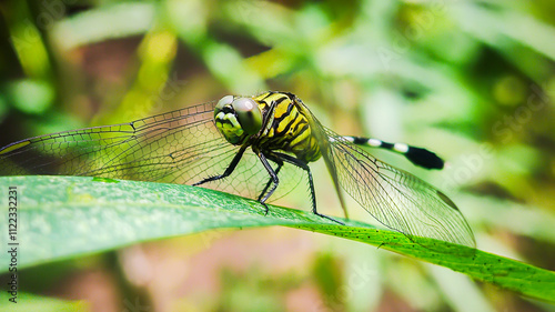 The rhinoceros dragonfly (Orthetrum sabina) slender dragonfly or green marsh hawk is a species of dragonfly in the family Libellulidae. macro photograph photo