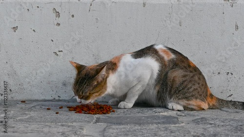 street cat under the wall fed with food photo