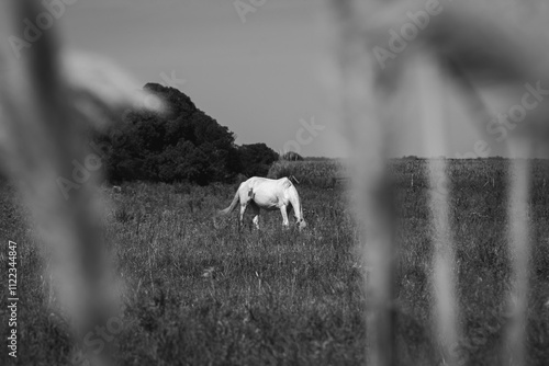 Animales de Campo