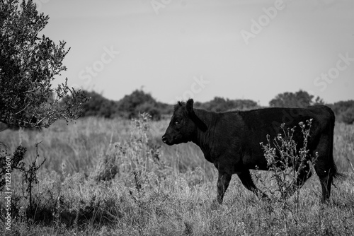 Animales de Campo