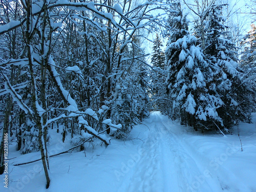 Path through a winter coniferous forest