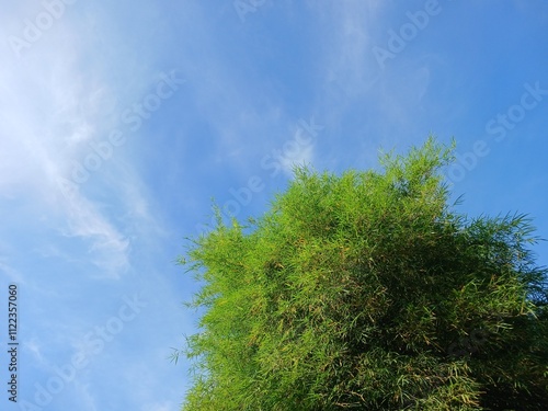 Green Bamboo Trees and Blue Sky Background photo