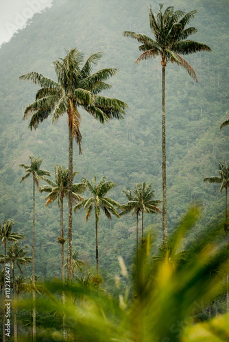 Cocora valley wax palms