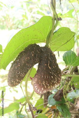 dioscorea alata purple yam on plant in farm photo