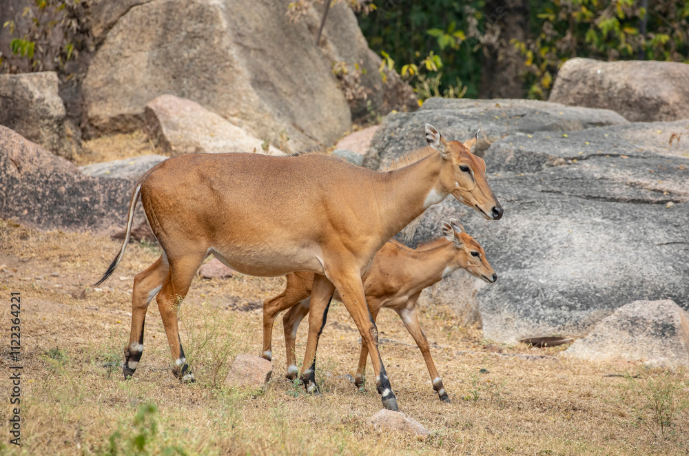 The female Nilgai with a baby.
It is the largest Asian antelope and is endemic to the Indian subcontinent.
The nilgai is diurnal.
Nilgai prefer areas with short bushes and scattered trees The female Nilgai with a baby.
It is the largest Asian antelope and is endemic to the Indian subcontinent.
The nilgai is diurnal.
Nilgai prefer areas with short bushes and scattered trees