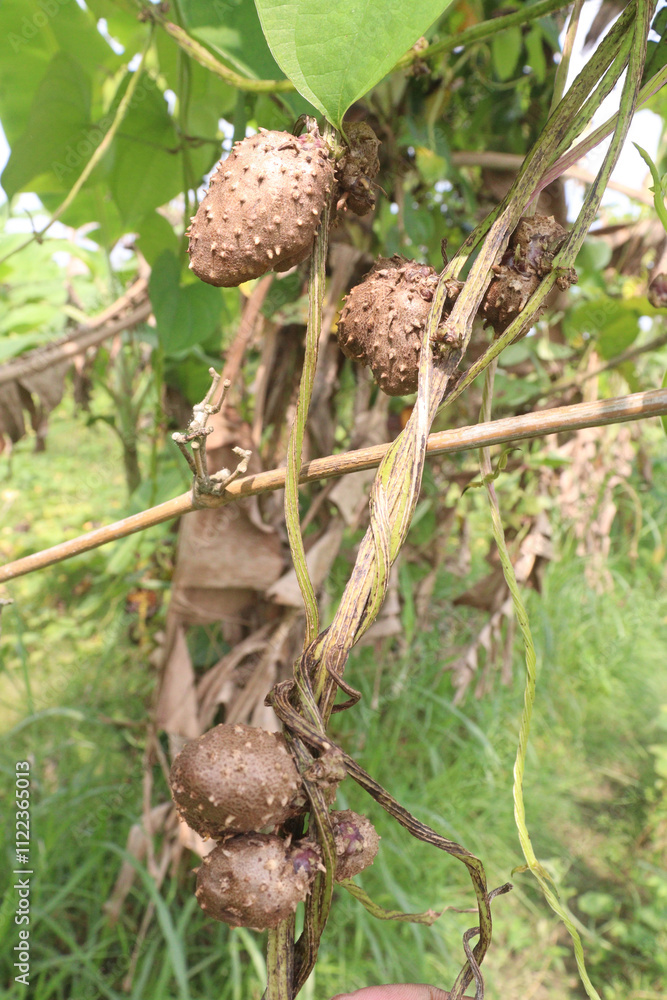 Obraz premium dioscorea alata purple yam on plant in farm