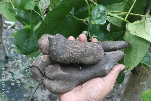 dioscorea alata purple yam on plant in farm photo